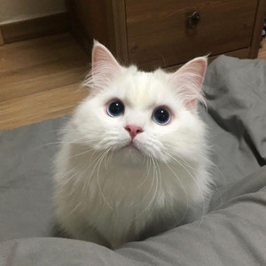 越南美女BBB真爽
